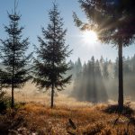 Naturfotografie Nordwald