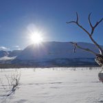 Landschaft Fotografie Rentier