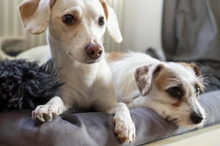 Porträtfotografie - Foto zwei Hunde Porträt