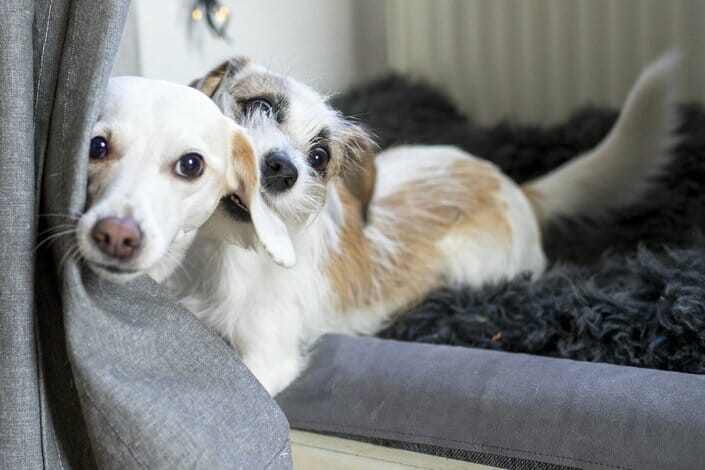 Foto zwei Hunde im Spiel