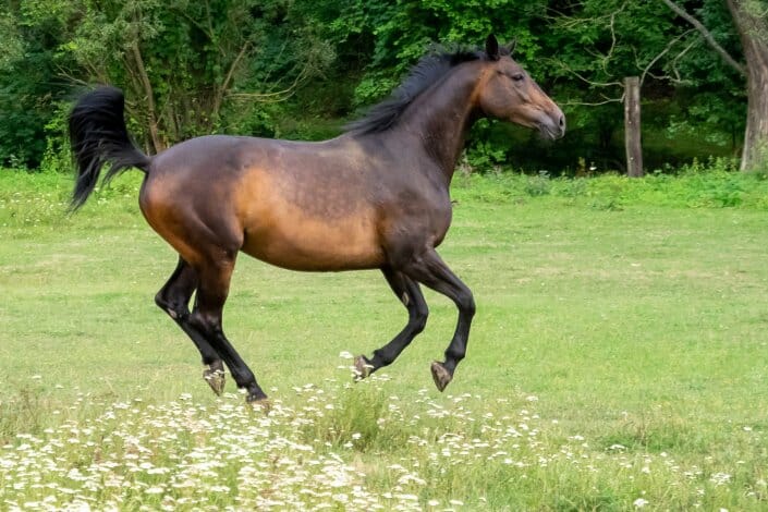 Portraitfotografie Tiere - Pferd im Galopp