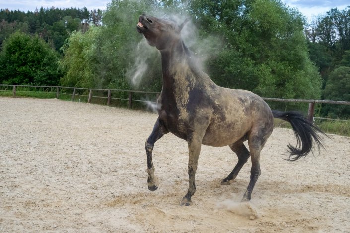 Fotografie Pferd schüttelt Sand ab