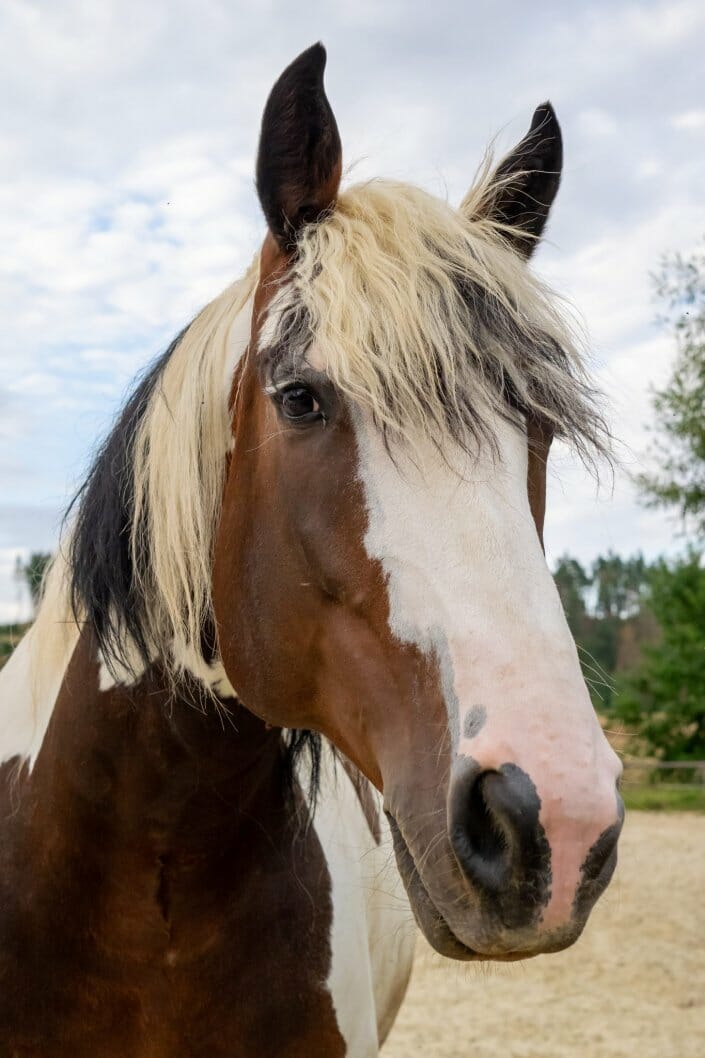 Pferdefoto Porträt