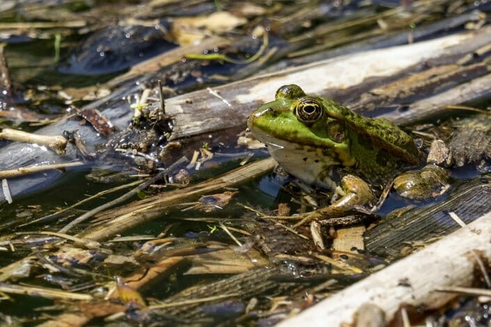 Foto Frosch Plitvice Kroatien