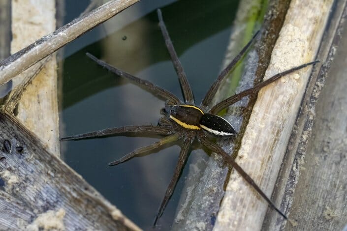 Foto Spinne Plitvice Kroatien