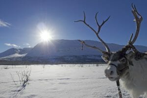 Winter Rentier Norwegen