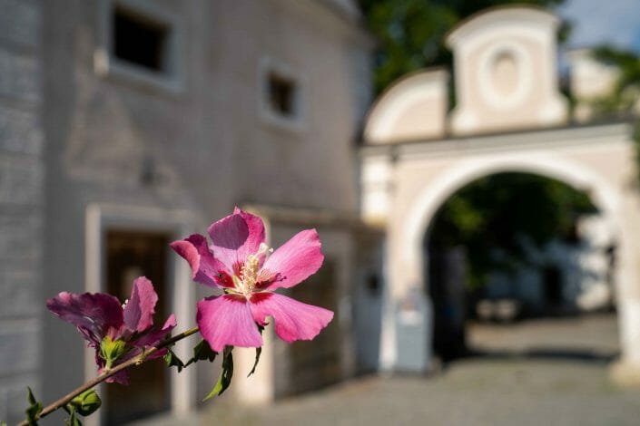 wedding location in Austria in Mautern