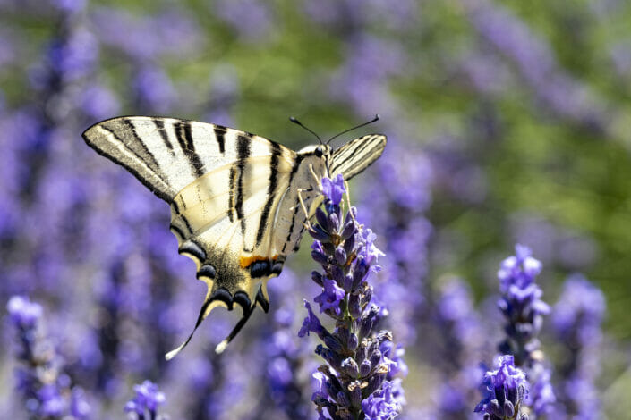 Butterfly on lavender