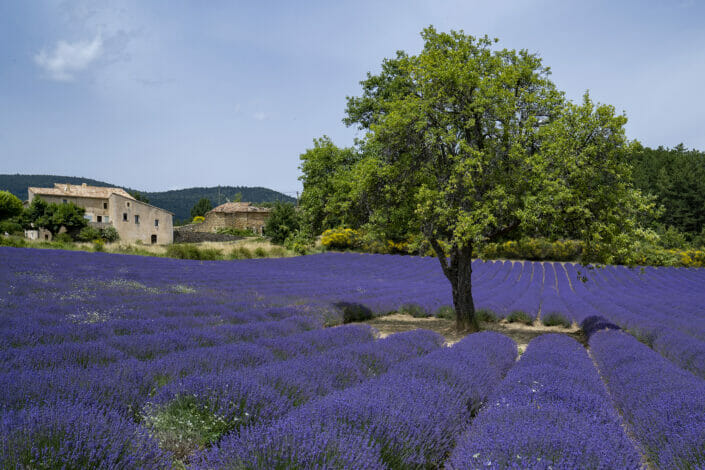 Aurel, field of Lavender