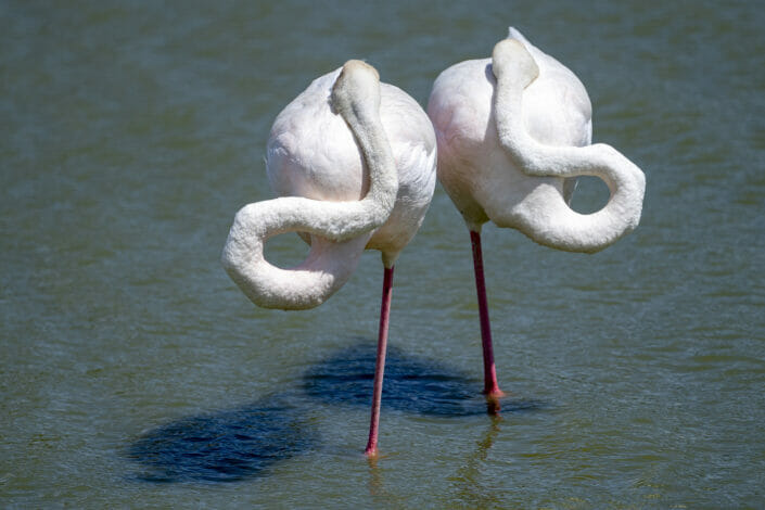 Flamingos Camargue