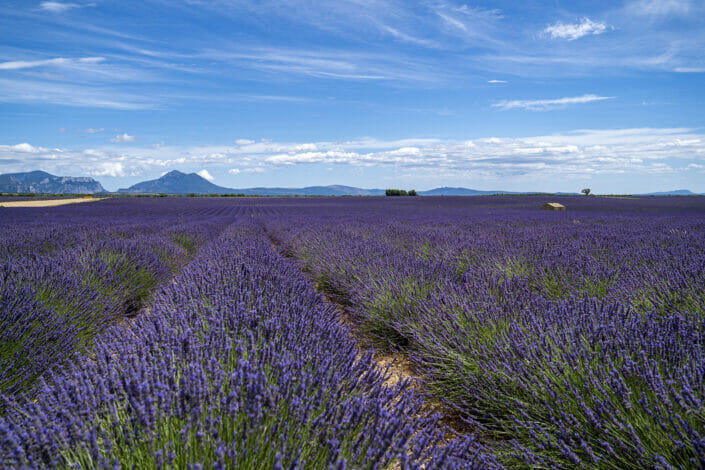 Plateau de Valensole, field of lavender